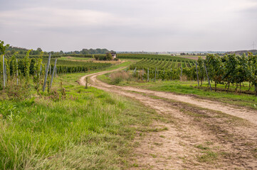 Fototapeta na wymiar Agricultural path on a vineyard with vine plants next to it during cloudy day end of september at harvest season, landscape