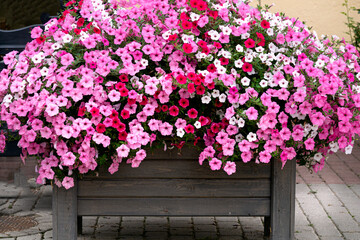 Beautiful decoration of an old manor with pots of colorful petunias.