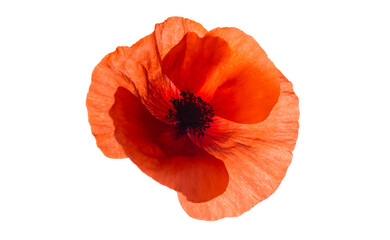 Red poppy flower isolated on a white background