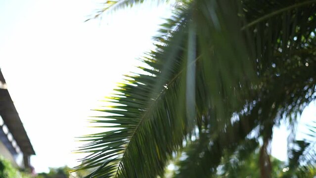 Sun shines through the green palm branches