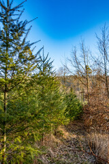 Fototapeta na wymiar Wiederaufforstung im Mischwald durch Neuanpflanzung von jungen Nadelbäumen