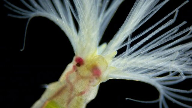 Worm order Sabellida under a microscope. Possibly family Fabriciidae. Filters living in tubes of sand, shell fragments, glued together with mucus. Barents sea