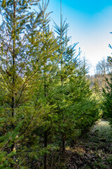 Fototapeta na wymiar Wiederaufforstung im Mischwald durch Neuanpflanzung von jungen Nadelbäumen