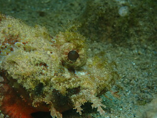 The head of a stonefish at the bottom under water.