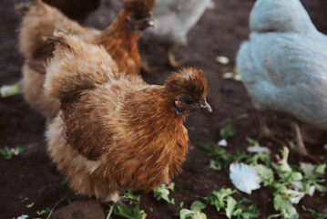 Chickens, cockerel poultry in yard eating kitchen scraps