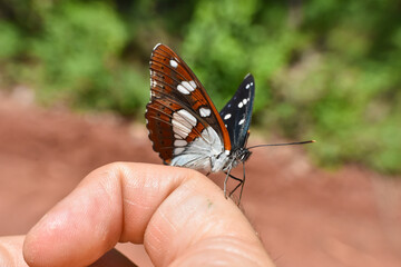 Southern white admiral, Limenitis reducta. Big beautiful butterfly, black with blue reflections
