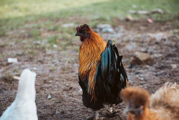 Chickens, cockerel poultry in yard eating kitchen scraps