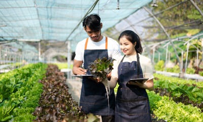  Asian woman and  man farmer working together in organic hydroponic salad vegetable farm. using tablet inspect quality of lettuce in greenhouse garden. ..