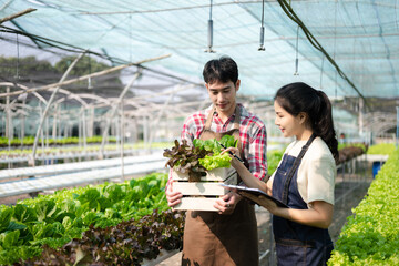 Asian farmer using hand holding tablet and organic vegetables hydroponic in greenhouse plantation. Female hydroponic salad vegetable garden owner working. ..