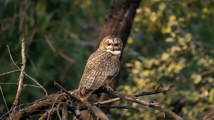 The mottled wood owl (Strix ocellata)