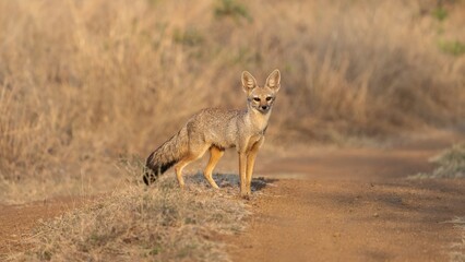 The Bengal fox (Vulpes bengalensis)
