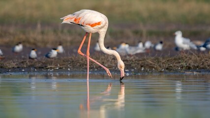 Fototapeta premium The greater flamingo (Phoenicopterus roseus)
