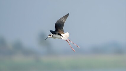The black-winged stilt (Himantopus himantopus)