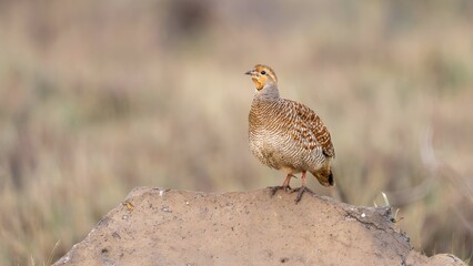 The grey francolin (Ortygornis pondicerianus)