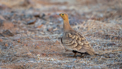 The chestnut-bellied sandgrouse or common sandgrouse (Pterocles exustus)