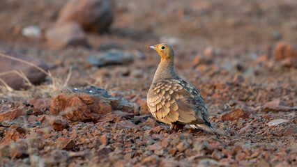 The chestnut-bellied sandgrouse or common sandgrouse (Pterocles exustus)