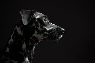 adorable dalmatian puppy dog profile portrait on a dark background in the studio