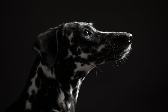 Adorable Dalmatian Puppy Dog Profile Portrait On A Dark Background In The Studio