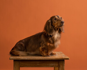 Longhair brown dachshund studio shot. Portrait of sausage dog. Pet sits on a wooden stool on colorful background.