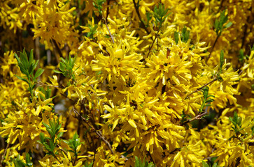 Forsythia close-up, blooming spring yellow branches of flowers, spring background,