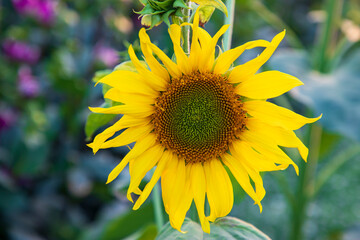 Obraz premium Close up of sunflower in the field. Sunflower natural background
