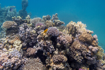 Colorful, picturesque coral reef at bottom of tropical sea, hard corals, underwater landscape