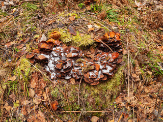 Southern Urals in autumn, Tricholoma mushrooms in ice glaze.