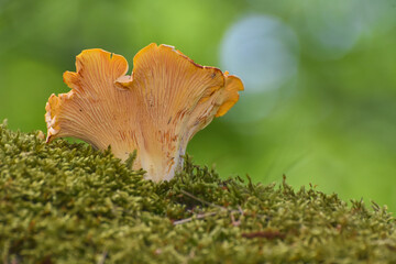 Collecting chanterelle mushroom in the wood, CANTHARELLUS CIBARIUS on green background. Collecting mushrooms and preparing food. 