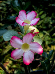 Pink Adenium Obesum flowers on natural light background.
