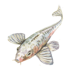 Koi fish Japanese garden pond stones lantern gate red rock garden ancient culture and history. Zen yoga harmonious mood east algae and water lilies