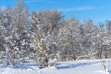 beautiful winter landscape, forest, winter, white snow and sun