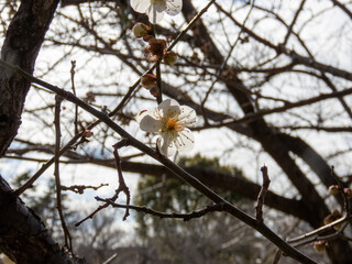 梅の花