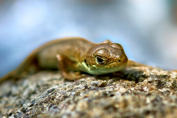 young lizard on a stone close-up