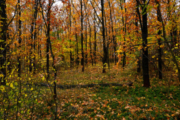 autumn forest, beautiful autumn landscape in the forest