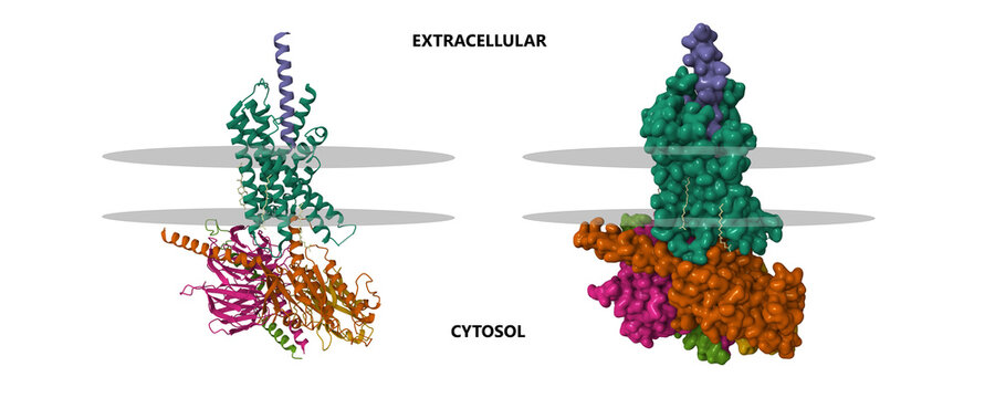 Structure of the human growth hormone-releasing hormone (blue) receptor (green)-Gs protein (brown) complex. 3D cartoon and Gaussian surface models, PDB 7cz5, putative membrane shown