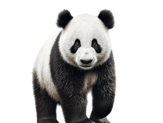 Obraz premium Giant panda isolated on white, , transparent background, PNG, generative ai