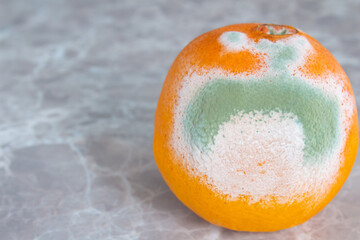 Moldy orange fruit on table with copy space. Mildew covered food. Concept of wasting food.
