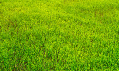 Fototapeta premium Rice seedlings in Rice field green background. agriculture, An organic asian farm. Young growing rice. Rice has many benefits and is valuable for growth.