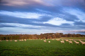Sheep grazing in a green field in the English countryside at sunset in winter on a UK farm.