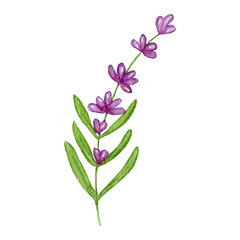 Lavender Flowers. Watercolor Sprigs of Lavender. The illustration is hand drawn. Flowers isolated on a white background.