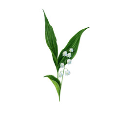 Lilies of the Valley. Lily of the May with flowers. Watercolor illustration of a lily of the valley flower. Convallaria majalis