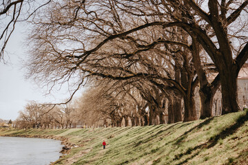 Bare trees on the bank of the river and a little boy in the city park.