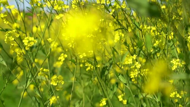 Slow motion shot of honey bee sitting on yellow soya bean flowers