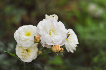 A sprig of white garden rose with open flowers. The summer evening garden is in full bloom