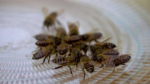 Slow motion shot of honey bee sitting together