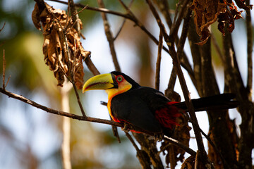 green beak toucan