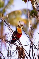 green beak toucan