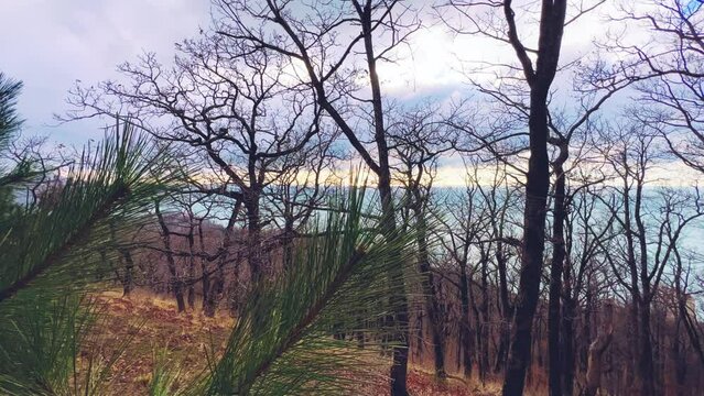 Panoramic view of the Black Sea coast from the mountain through the branches of a coniferous tree.View of the mountainous Black Sea coast through the green branches of pine trees.Sunset on the beach.