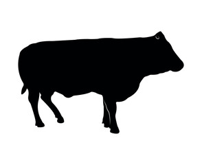 Vector cow silhouette isolated on white background