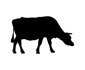 Vector cow silhouette isolated on white background